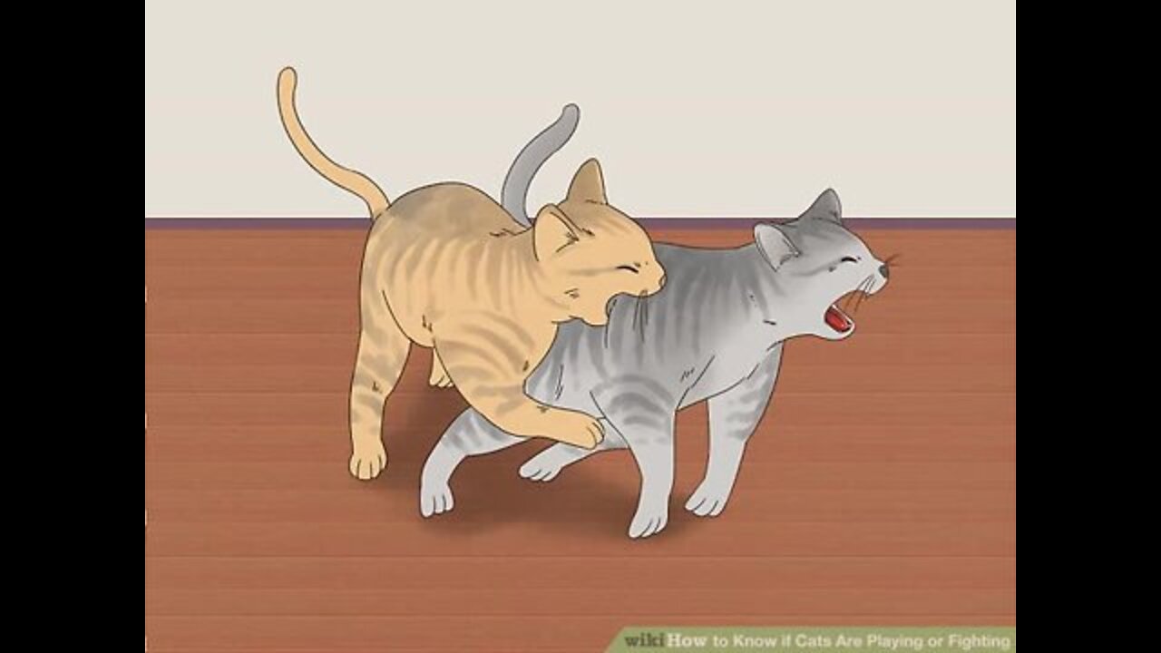 Know if Cats Are Playing or Fighting