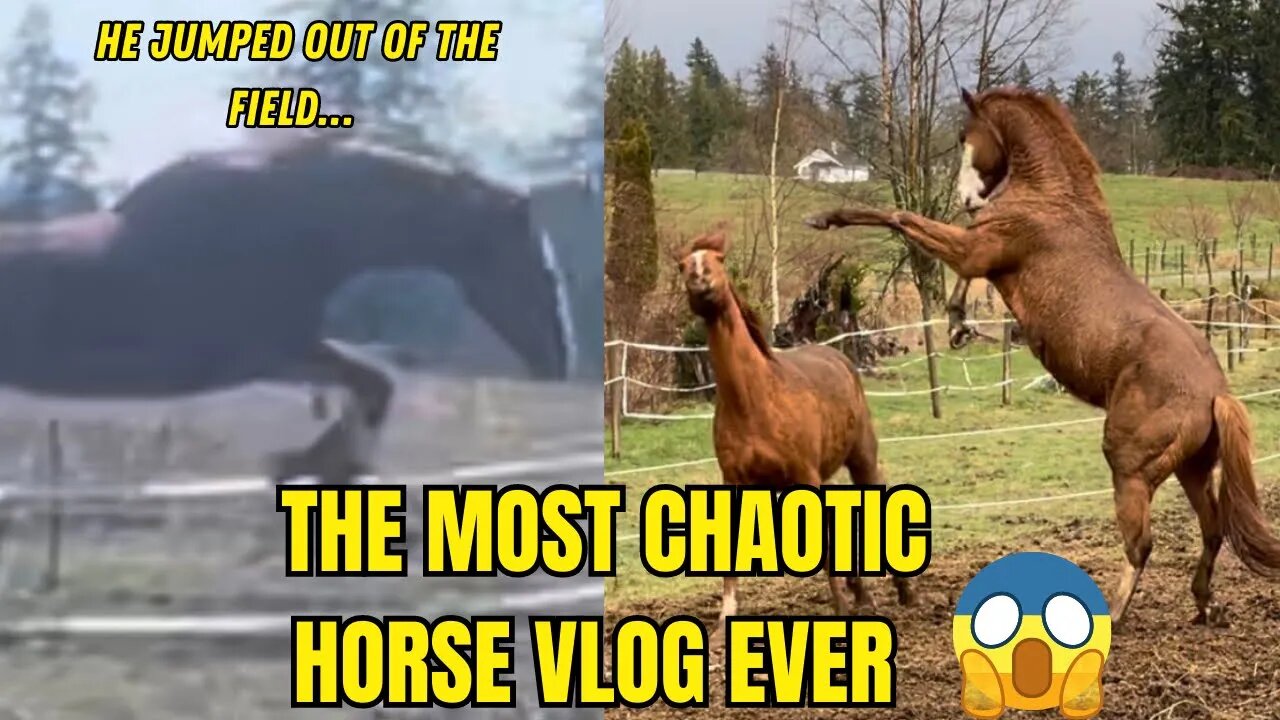 The Most Chaotic Horse Vlog Ever: Recent Horsey Shenanigans