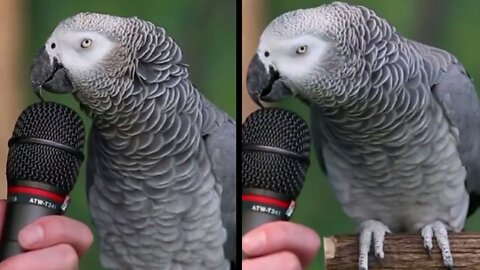 talking parrot