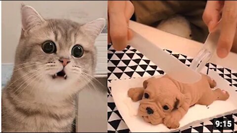 Funny cute Cat Reaction to Cutting Cake