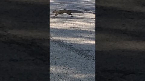 squirrel run #shorts