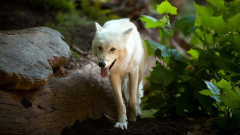 House Passes Bill To Undo Protection For Gray Wolves