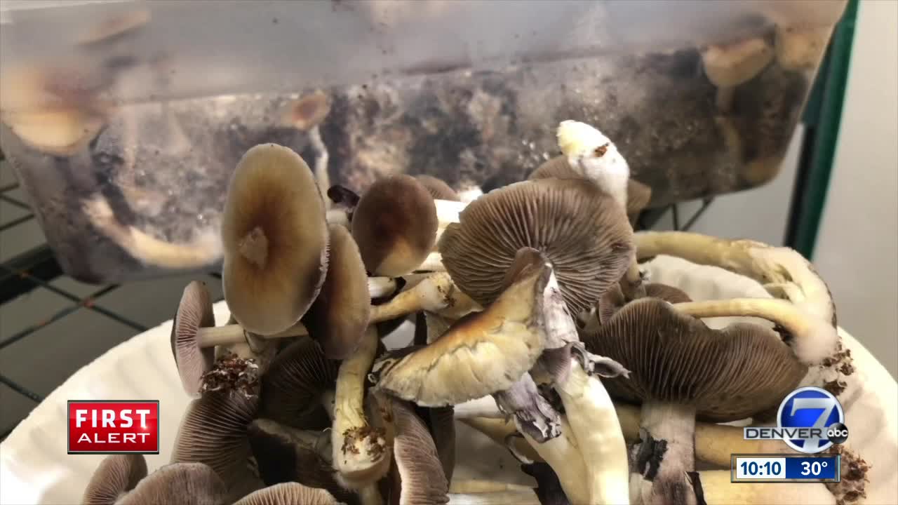 Here's what's expected in 2020 for the world of magic mushrooms in Denver
