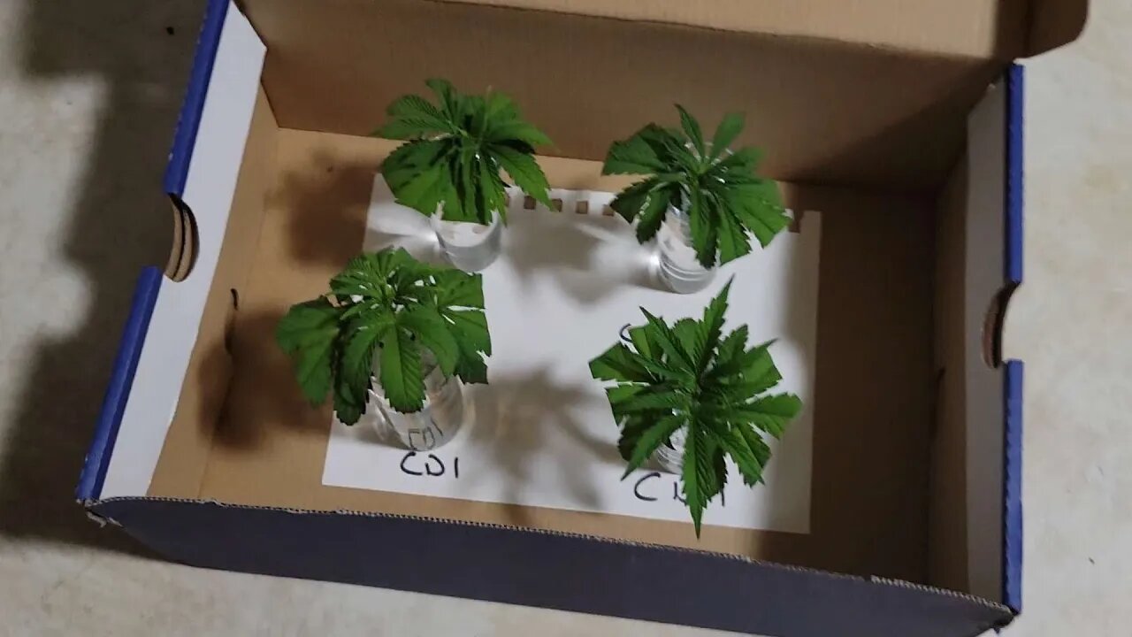 How to Cut and Sex Your Cannabis Plants for Beginners