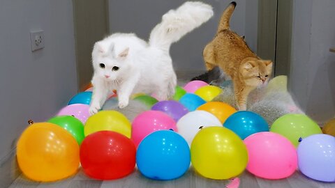 Cats vs Big Water Balloons | Test Cats IQ 😂