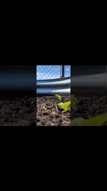 Fall Escarole Update