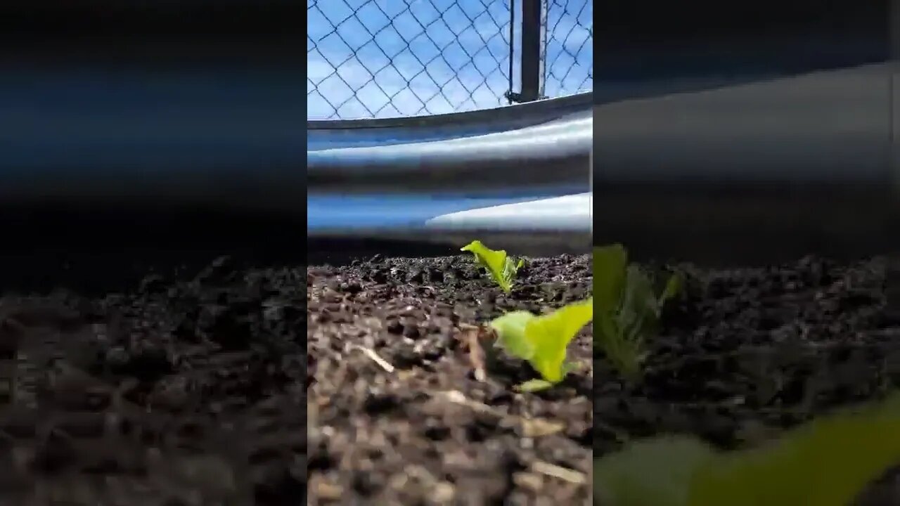 Fall Escarole Update