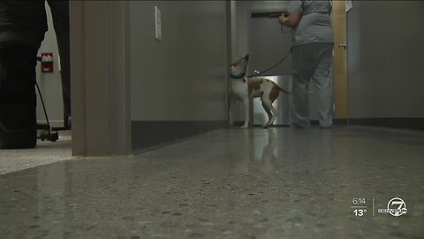 Doggie donors needed to help with nationwide blood shortage