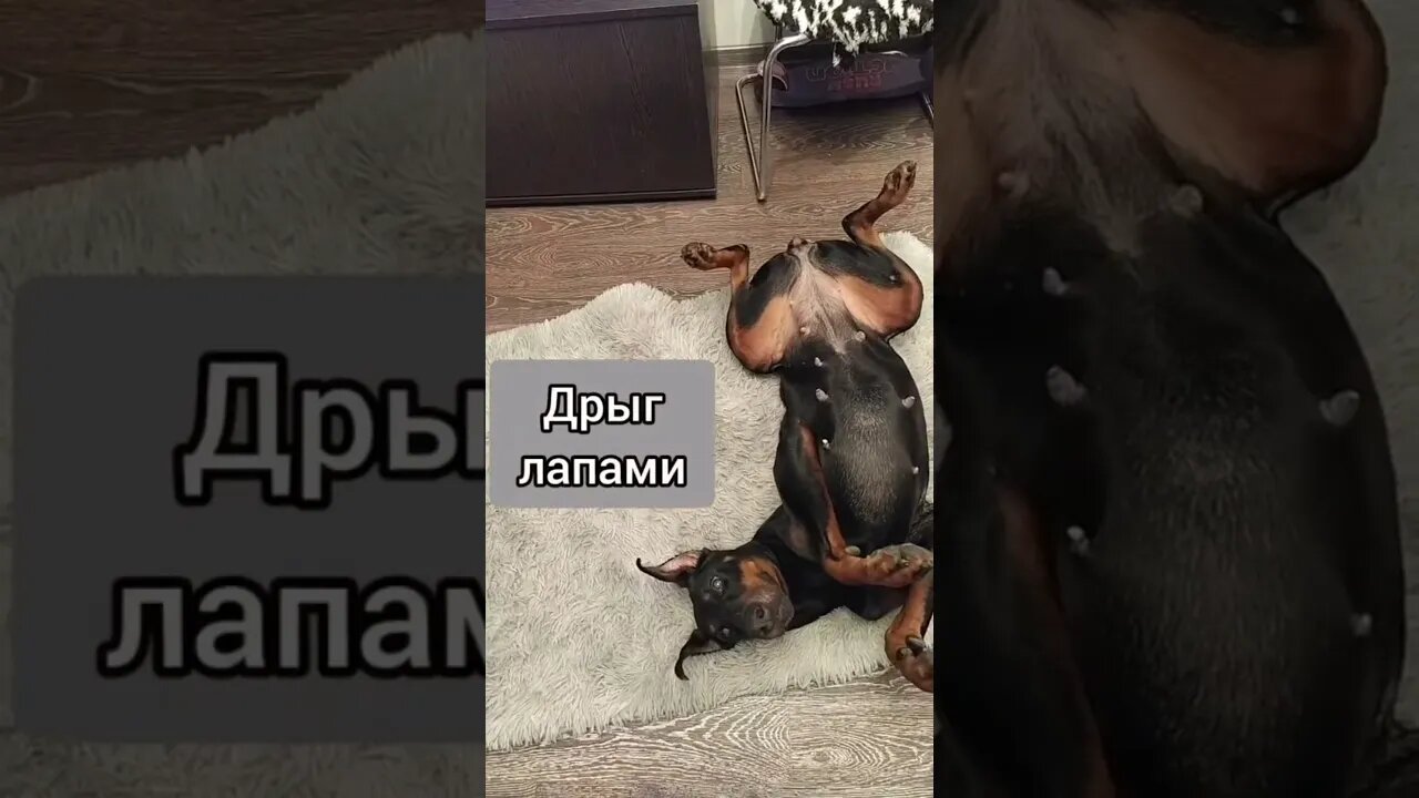 #shorts Смешные Собаки Из Тик Тока 128 Funny Dogs From Tiktok