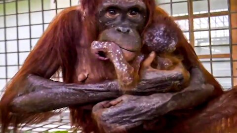 What Happened When an Orangutan Mother and Her Baby Were Reunited