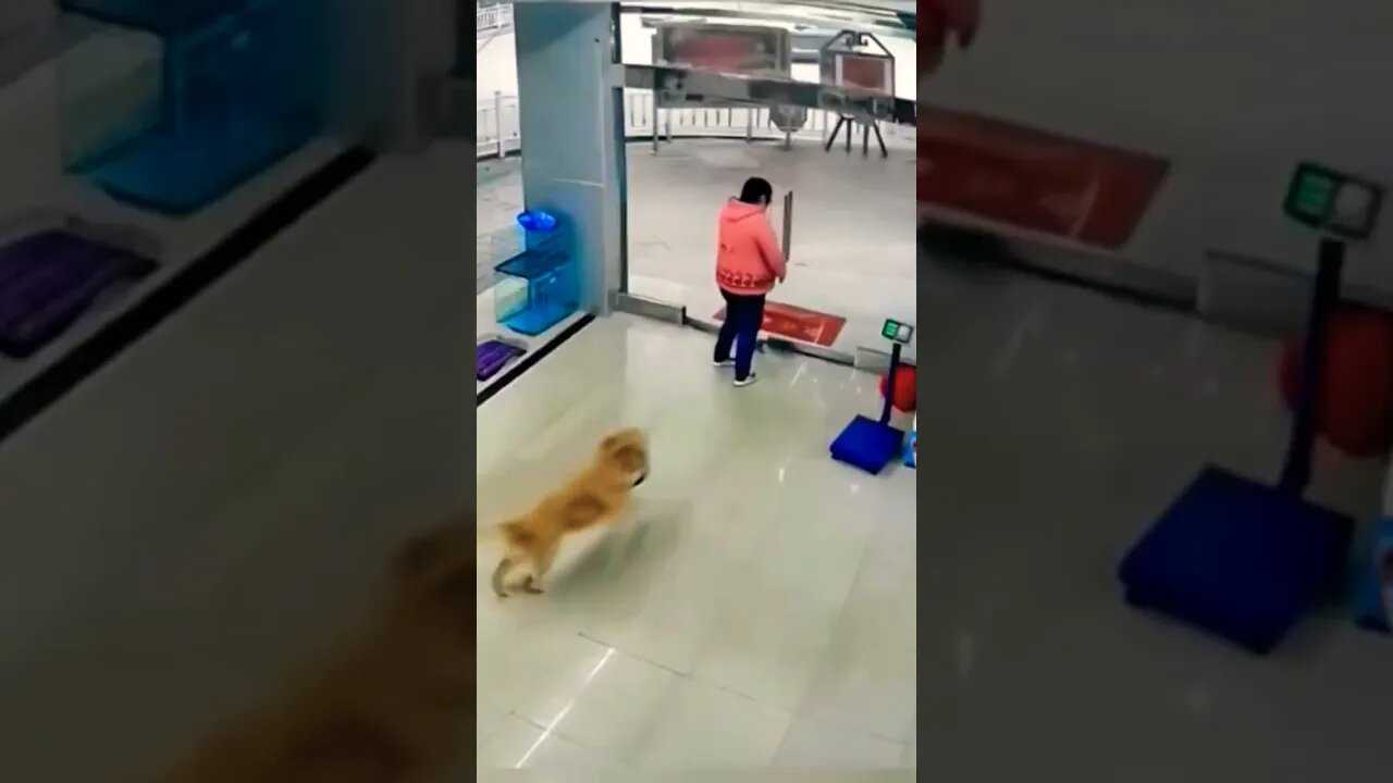 Enjoy His ASMR 2022🤣🤕😠#funny #shorts #best #dog #slime #asmr