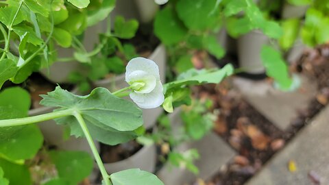 DECEMBER GARDEN TOUR | ZONE 9B APARTMENT GARDEN | GREENSTALK GARDEN