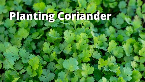 Cultivation | Planting Coriander