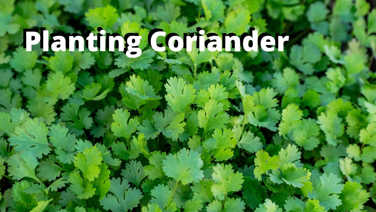 Cultivation | Planting Coriander