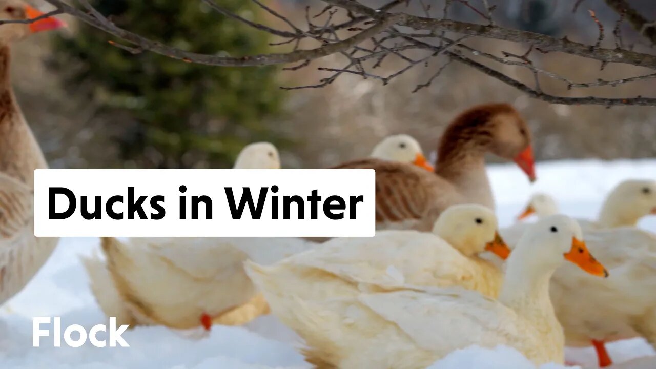 RAISING DUCKS in WINTER with Kingbird Farm — Ep 016