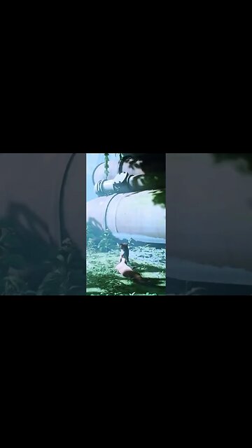 Stray Cat game Clip 2