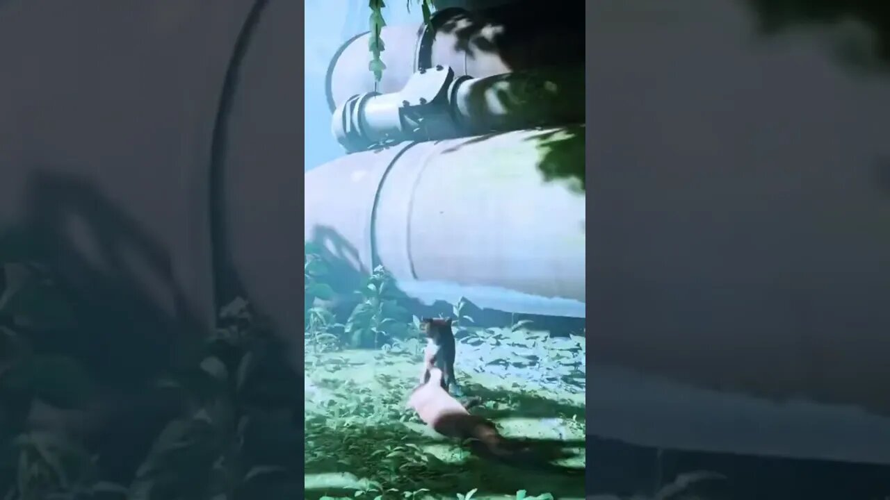 Stray Cat game Clip 2