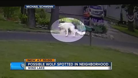 Wolf-like creature spotted in Racine County