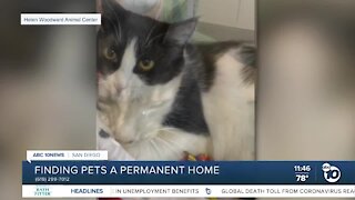 Pets of the week: Nefertiti and Pecan