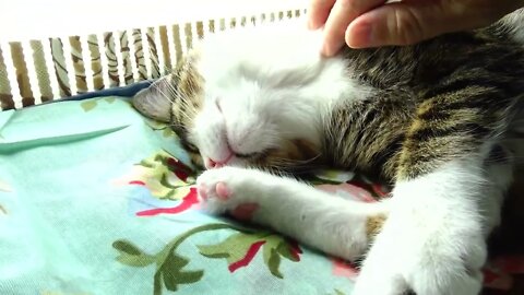 Cute Sleepy Cat Turns on His Head