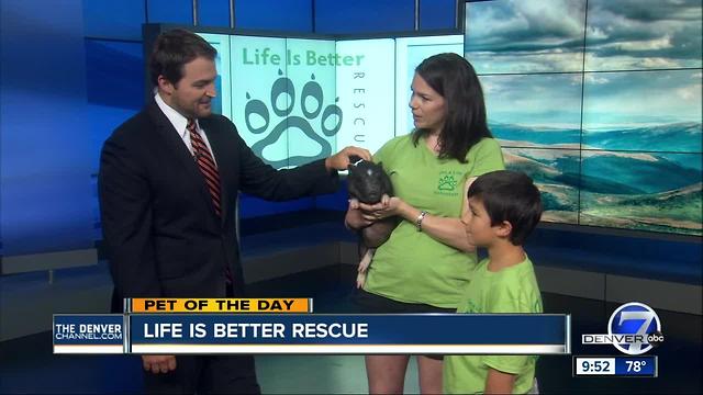 Pet of the day for July 9th - Marshmallow the piglet