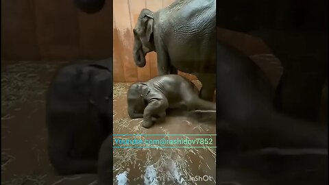 Cute baby elephant 🐘, #shorts, #elephants,#animals, #1