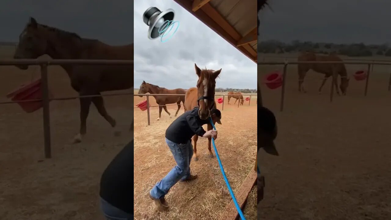 Look & Listen to the RELIEF during this chiropractic adjustment on a horse!