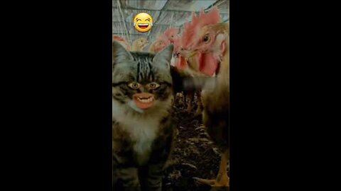 Bagad billa murga farm m 😂😂 Funny video !!