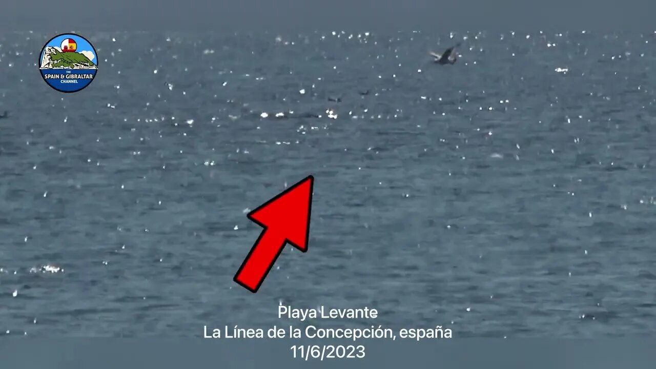 Delfines desde la playa Levante en La Linea