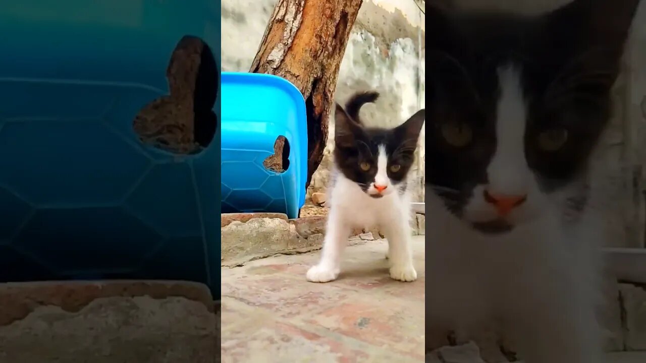 Cute Baby Cat🥰#cats#cutecat#cutecatshorts#pets#cutepets#funnycats#viral#tiktok#viralvideo#funnycat