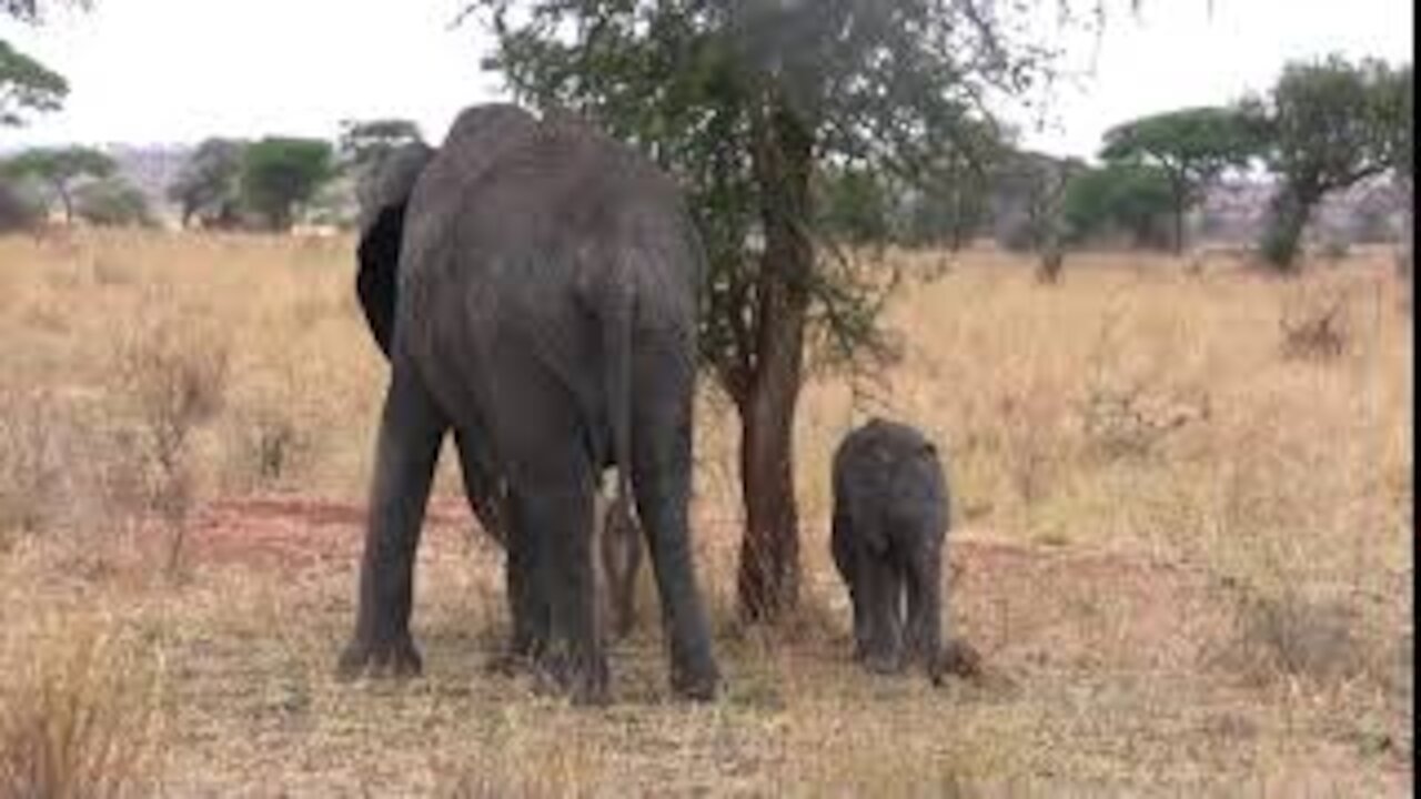 Baby Elephant Eating Grass