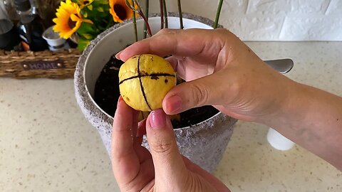 🌿 Addition to the video where I plant avocados and make papier mache flower pots