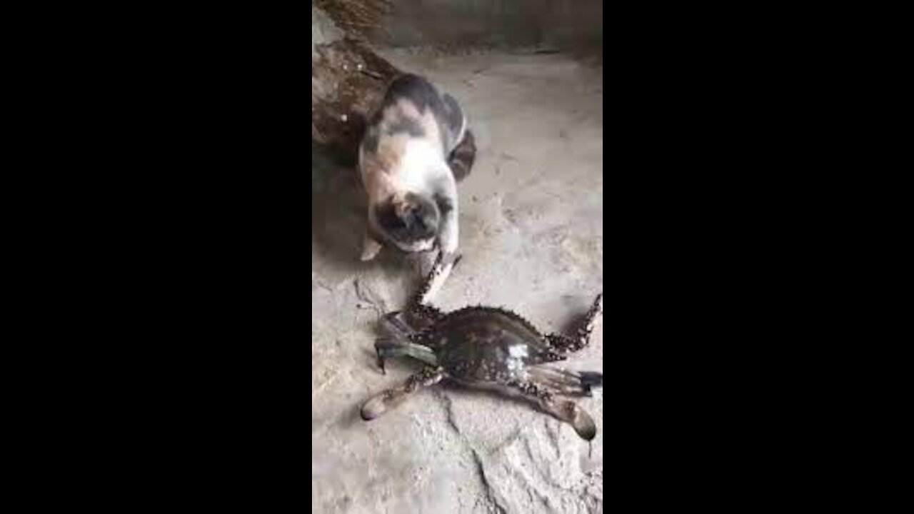 cat vs crab