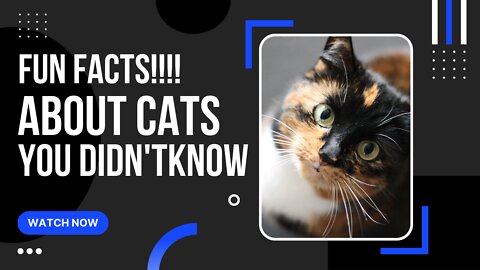 FUN FACTS ABOUT CATS YOU DIDNT KNOW!