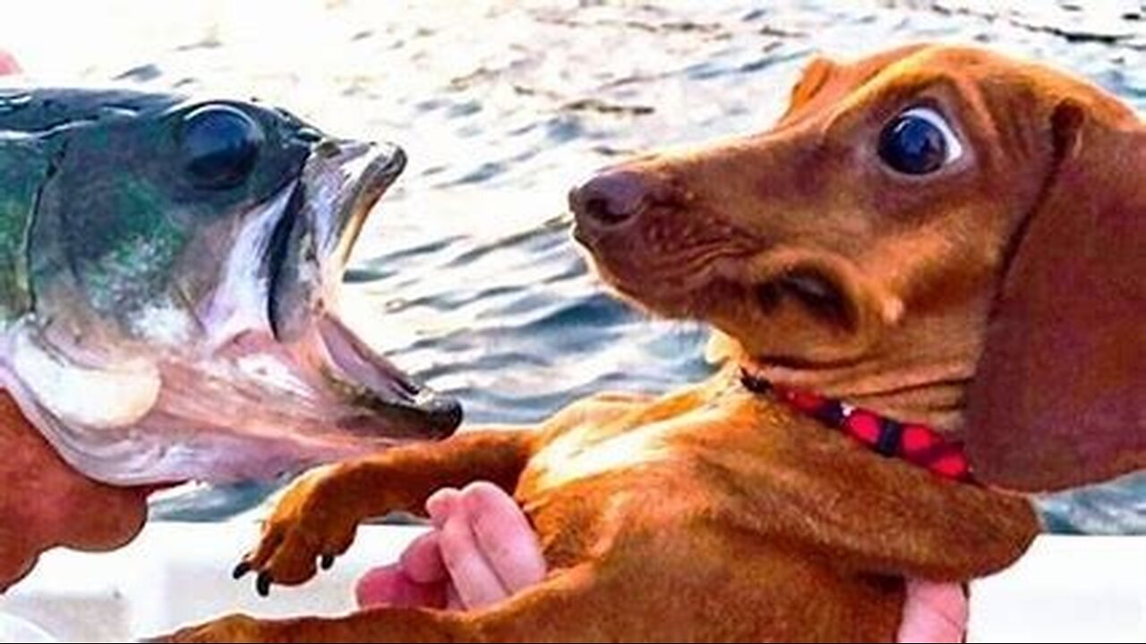 Funny Dogs And Cats Videos 2024 😅 - Best Funniest Animal Videos