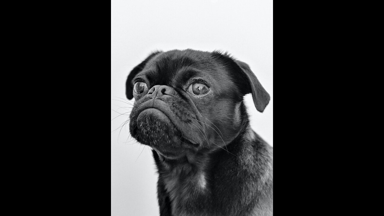 Funny DOG Videos They will also close the door