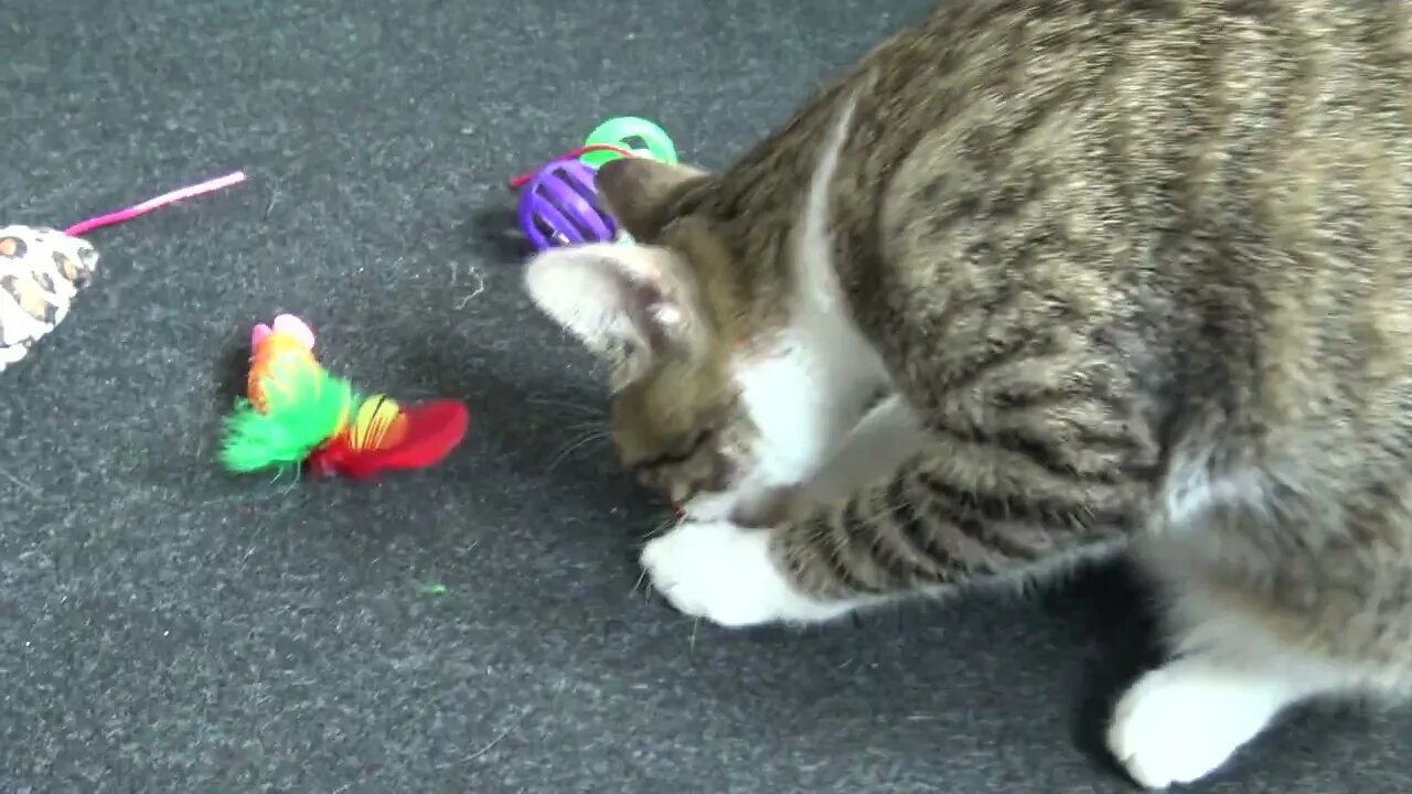 New Toys for the Kitten