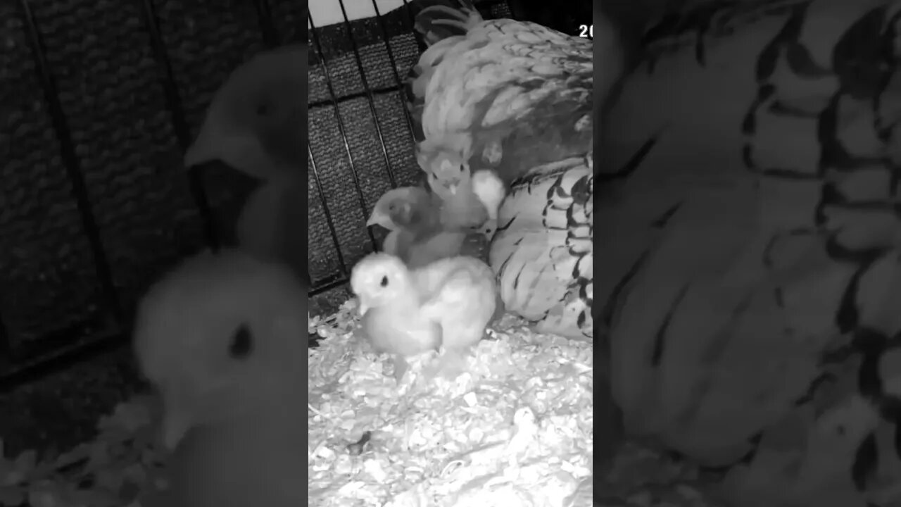 Watching abandoned chicks with new hen and her chicks