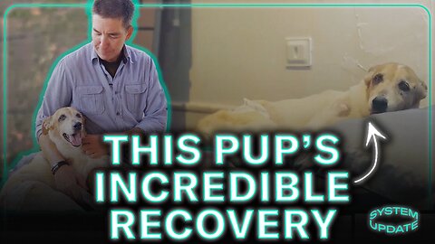 From Mangled Puppy To Joyous Dog: Pulo's Incredible Rescue Story