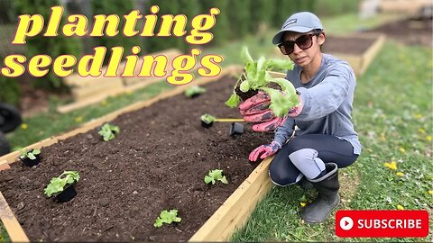 PLANTING SEEDLINGS OUTSIDE