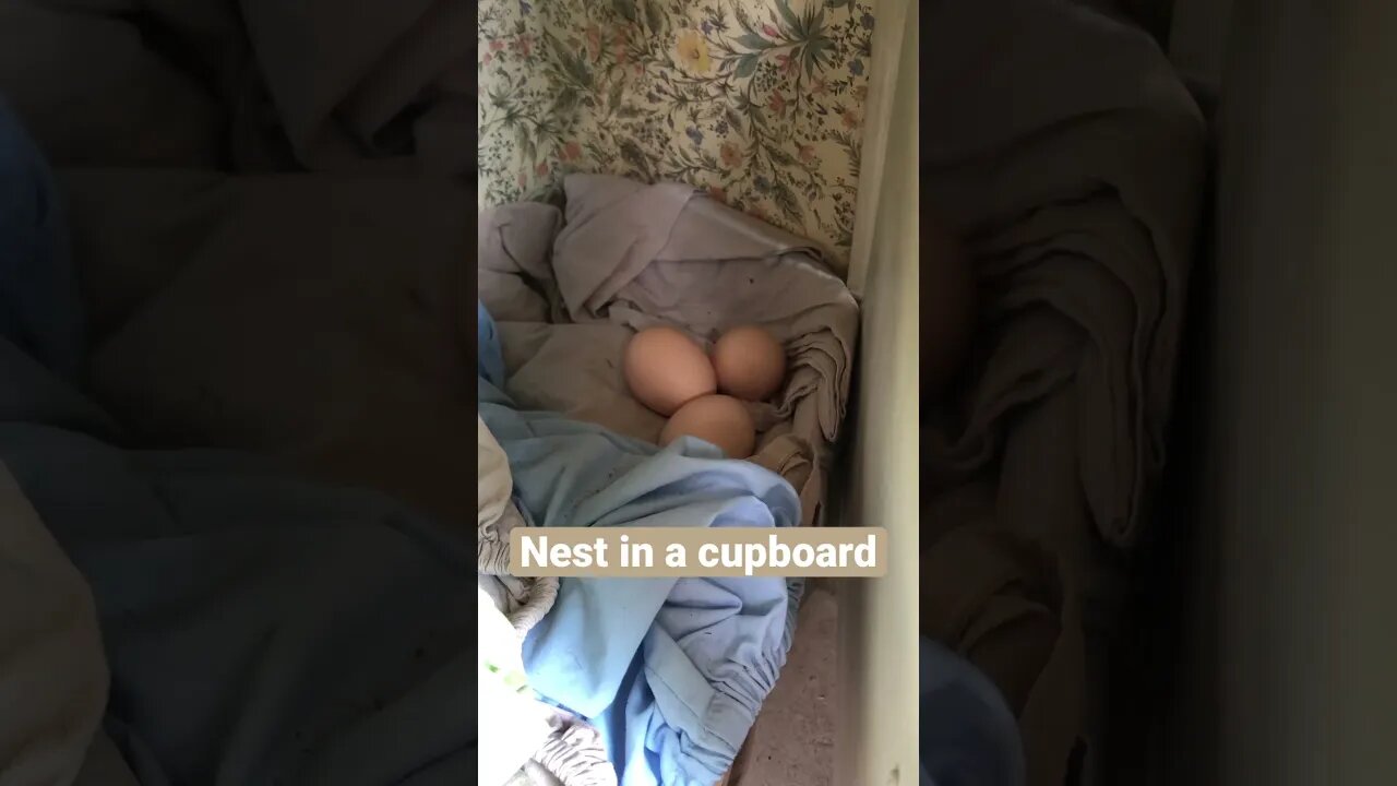 Nest in a cupboard 🤣🤣❤️