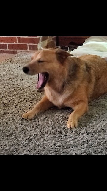 In quarantine too long; these dogs are having an argument