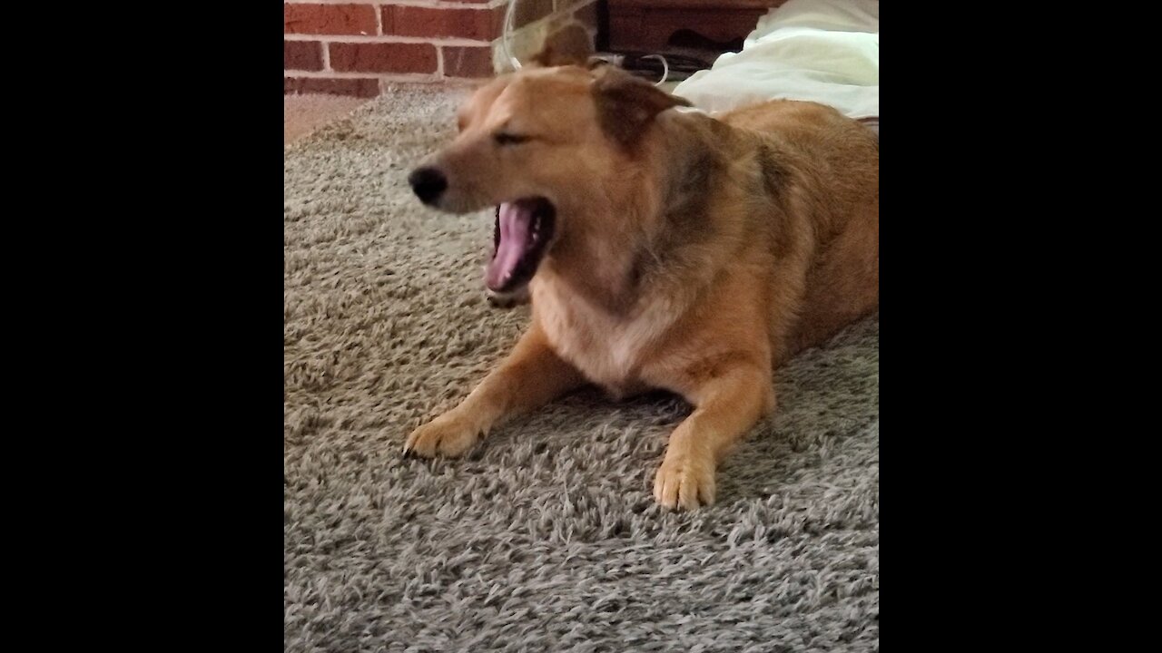 In quarantine too long; these dogs are having an argument