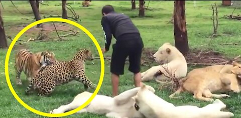 Tiger Saves Man From A Leopard Attack