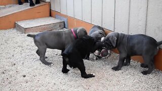 7 week old Cane Corso puppies