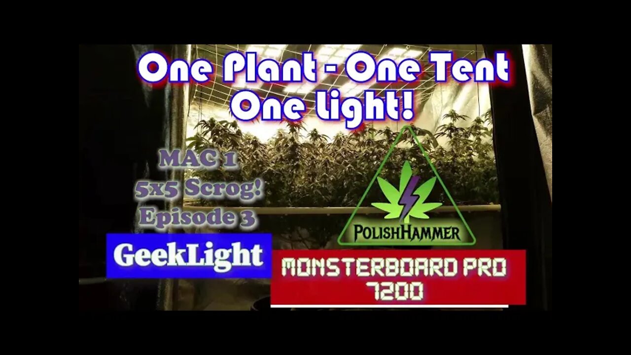 Geeklight Monsterboard Pro 7200 One Plant, One Tent, One Light episode 3 Day38 full 5x5 #SCROG #MAC1