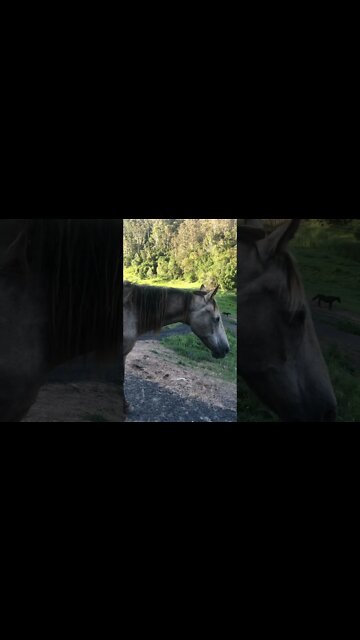 Arthur the rescue horse had a massage