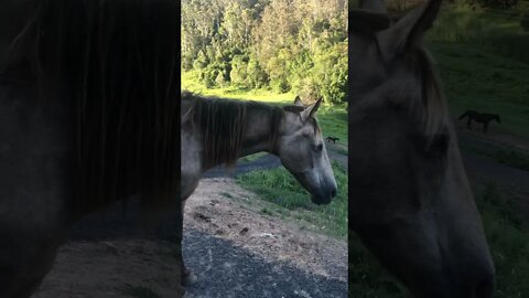 Arthur the rescue horse had a massage