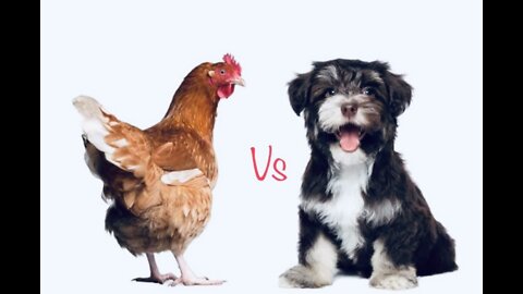 Chicken vs dog funny fight😂