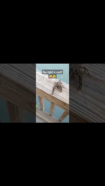 The fight is real! LOL! #fight #fishing #shortsvideo #shortsfeed #real #crayfish #humor #giveback